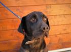 Kenia eine bezaubernde Labrador-Mix-Hündin
