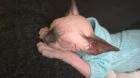 Katzenbaby 12 Wochen jung