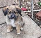 Mogli sucht ein passendes Zuhause