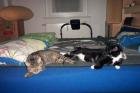 Süßes verschmustes katzenpärchen abzugeben