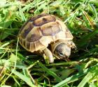 Maurische Landschildkröten Testudo graeca ibera eigene Nachzuchten von 2023 22 21 und 20.