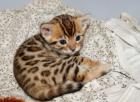 Reinrassige Bengalkitten mit Papieren