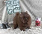 Teacup Pomeranianwelpen gescheckt 06331258619