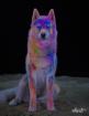 Lets Holi Shooting Tierfotografie
