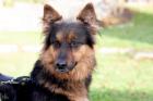 PUSCHKINA - Deutscher Schäferhund - 4 Jahre - Tierhilfe-Franken e. V.