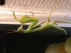 Gottesanbeterin Sphodromantis viridis L3