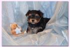 Bezaubernde Yorkshire Terrier Welpen suchen.