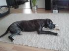 Dringend reinrassiger cane corso rüde abzugeben