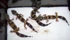 Leopardgeckos