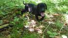 Labrador Welpen aus Österreichischer Familienzucht im Salzkammergut