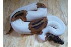 Verkaufe meine Piebald Albino KönigsPython