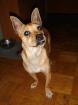 Jasper kleiner Chihuahua Mix Rüde sucht ein Zuhause.