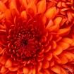 Clivia - bei Kerida Kartenlegen// Hellsehen// Gratisberatung von 15 Minuten