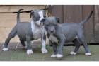 American-Pit Bull-Welpen