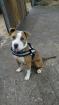 American Staffordshire Terrier sucht Zuhause in Österreich