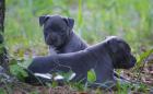 American-Pitbull-Blue-Line-Welpen