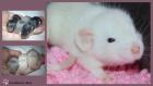 3 Wunderschöne Ratten Babys 3 aus Liebhaberzucht