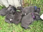 American-Pitbull-Blue-Line-Welpen .