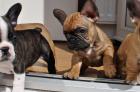 Französische Bulldoggen Welpen zu verkaufen