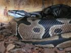 Zu verschenken Python Regius Bock etwa 20 Jahre alt - alle Papiere vorhanden