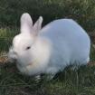 BLUME - Hermelin-Kaninchen - 4 Jahre - Tierhilfe-Franken e. V.