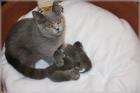 BKH Britisch Kurzhaar Katzenbabys