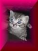 Whiskaskitten