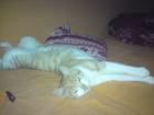 Rot/weißer kater in liebevolle hände abzugeben