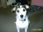 Jack Russell abzugeben