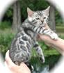 Schöne Bengal Kätzchen zum Verkauf