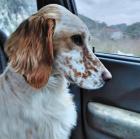 Felian sucht ein passendes Zuhause