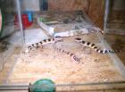 Leopardgeckos