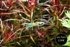 Snake Skin Neon Endler Guppy reinerbig RARITÄT Versand/ Abholung