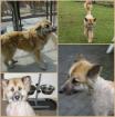 Miley super liebe Colliemischlings-Dame sucht ein Zuhause