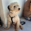 Philly - braucht Geduld und ein ebenerdiges Zuhause ohne treppe