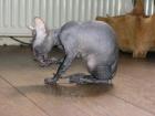Süße Sphynx Kitten