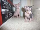 Sphynx Babys