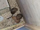 3 süße Degus