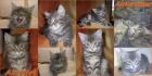 Süße typvolle Maine Coon Kitten suchen neuen Wirkungskreis