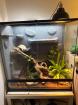 Kornnatter mit ExoTerra-Terrarium und Technik