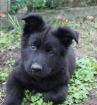 Onyx Rüde Welpe Altdeutscher Schäferhund DDR Linien
