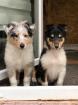 Collie - Australien Shepherd Kreuzung Welpen aus Assistenzhunden