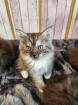 Maine Coon Perser Katze