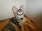 Husky - Rüde geb. 24. 10. 2022 400 00 Euro