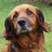 NORMAN - liebenswerter Mischling - 7 Jahre - Tierhilfe-Franken e. V.