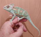 Jemen Chamäleon Männchen NZ vom 15. 1. 23 ca 12/ 21 cm Kl/ GL Versand möglich