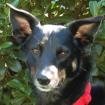 ROXALIE - Mix - 4 Jahre - Tierhilfe-Franken e. V.
