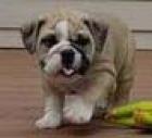 Bezaubernde Bulldoggenhündchen Für Gute Heime.