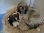 Knuddelige Hundebabys Shih tzu abzugeben