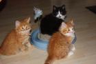 2 liebe süße Sibirische Katerchen